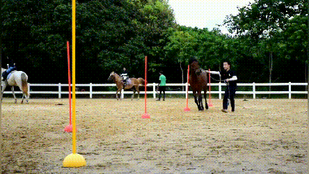 牵马 (2).gif