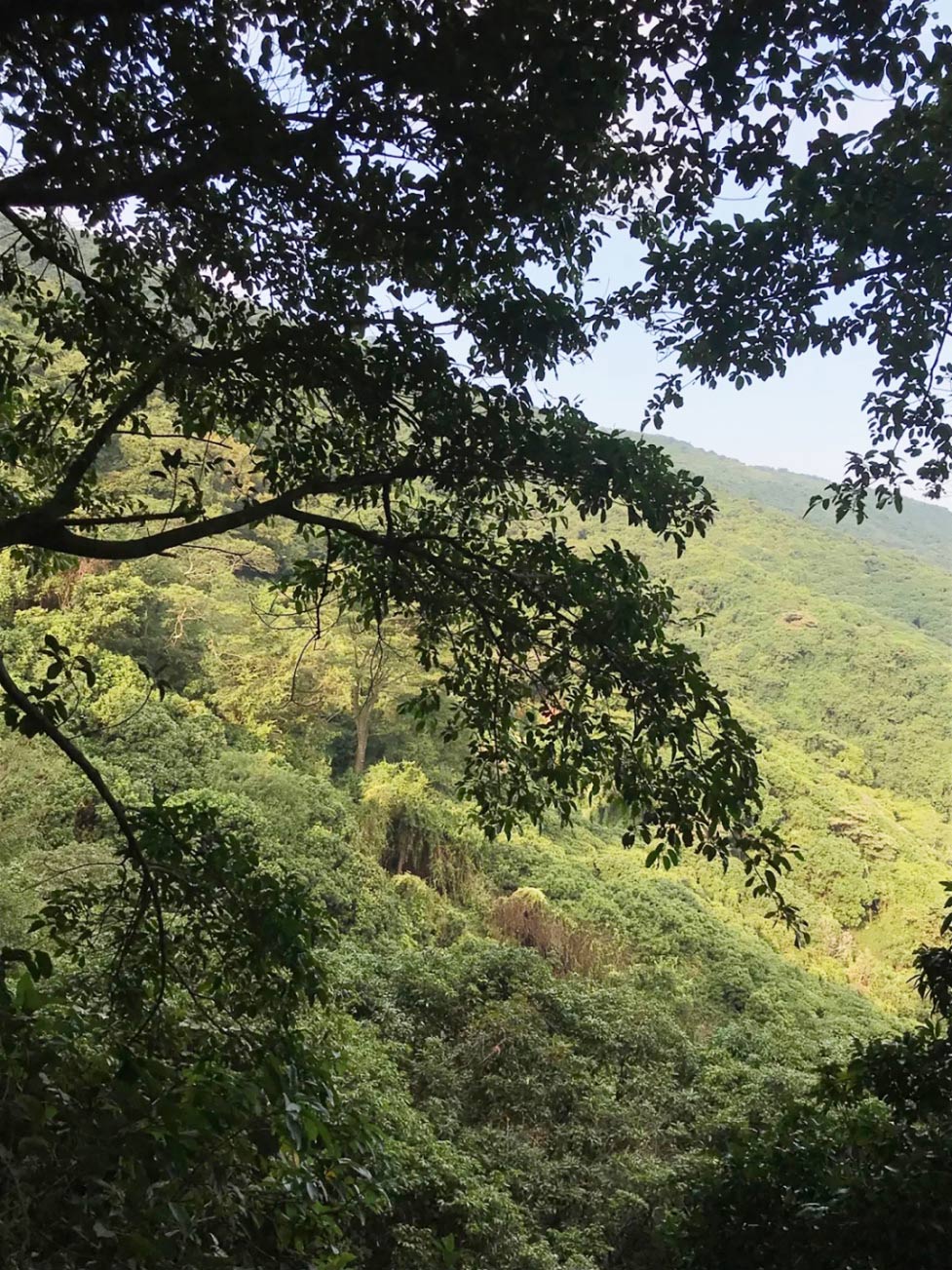 塘朗山植物2.jpg 塘朗山植物2.jpg