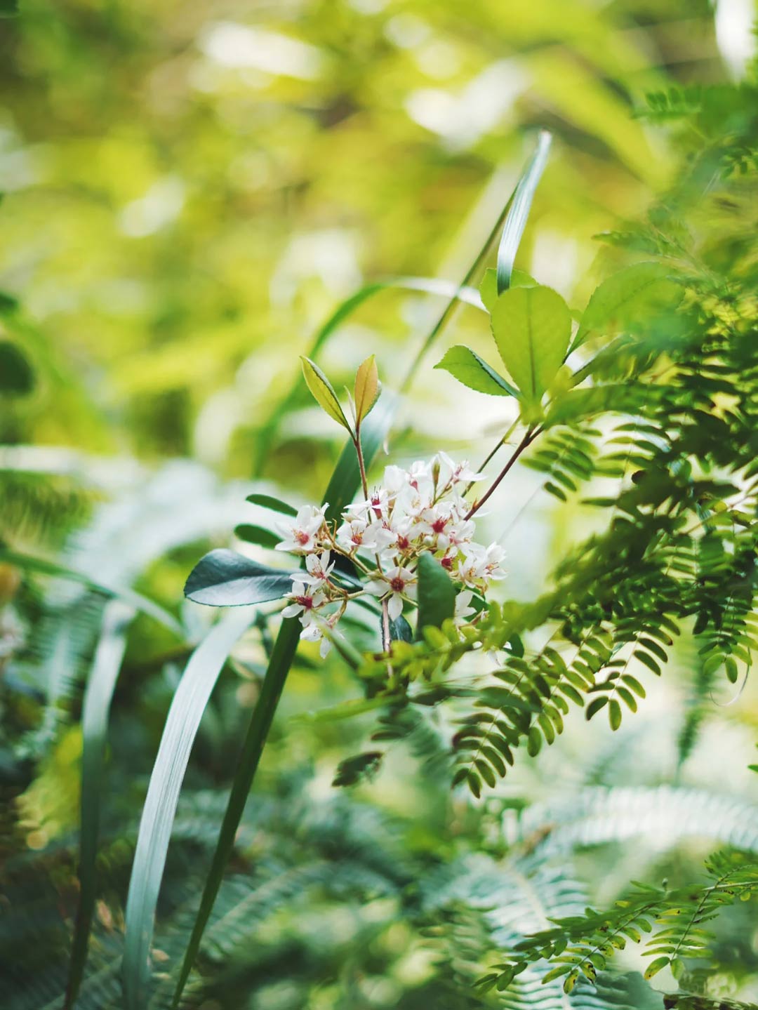 塘朗山植物3.jpg 塘朗山植物3.jpg